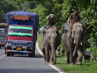 A mahout with their elephant near Kaziranga National Park in Nagaon District of Assam, India, on October 2, 2024. (