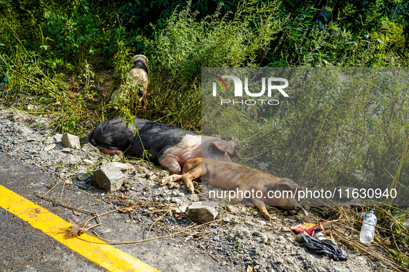 The flooding of the Kulekhani River damages the animal shelter in Sisneri, Makwanpur, Nepal, on October 02, 2024. 