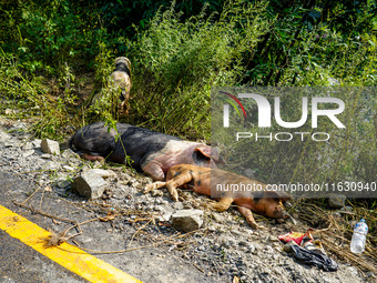 The flooding of the Kulekhani River damages the animal shelter in Sisneri, Makwanpur, Nepal, on October 02, 2024. (