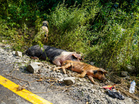 The flooding of the Kulekhani River damages the animal shelter in Sisneri, Makwanpur, Nepal, on October 02, 2024. (