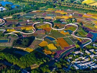 Tourists visit a field of flowers in Santaishan National Forest Park in Suqian, China, on October 2, 2024. (