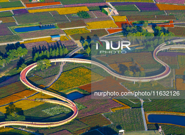 Tourists visit a field of flowers in Santaishan National Forest Park in Suqian, China, on October 2, 2024. 