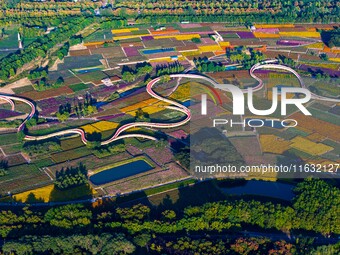 Tourists visit a field of flowers in Santaishan National Forest Park in Suqian, China, on October 2, 2024. (