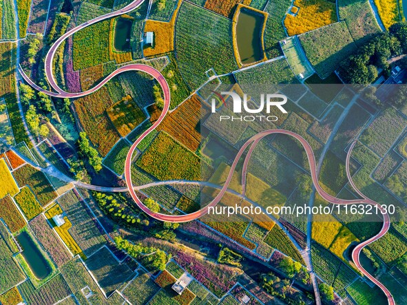 Tourists visit a field of flowers in Santaishan National Forest Park in Suqian, China, on October 2, 2024. 