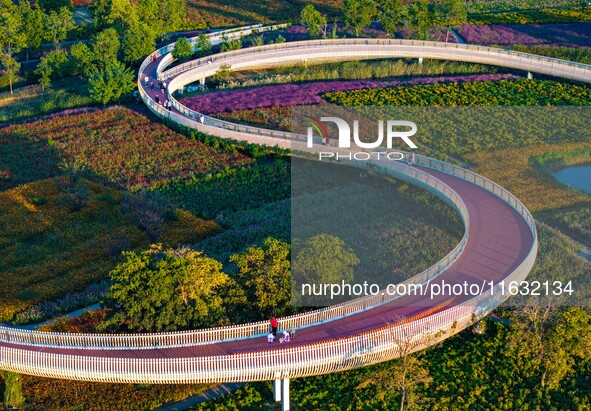 Tourists visit a field of flowers in Santaishan National Forest Park in Suqian, China, on October 2, 2024. 