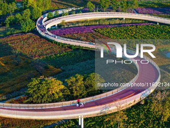 Tourists visit a field of flowers in Santaishan National Forest Park in Suqian, China, on October 2, 2024. (