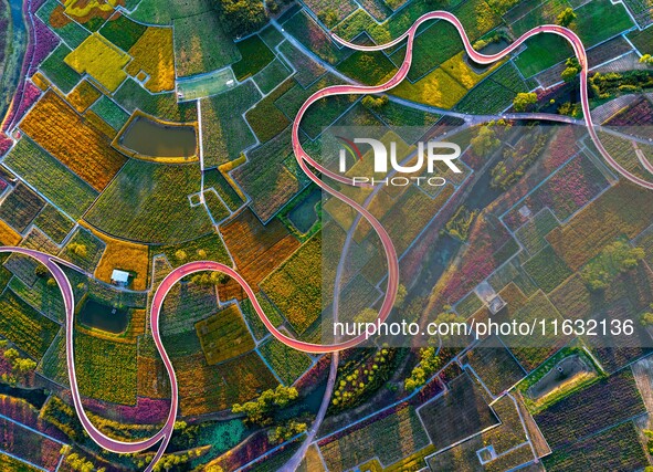 Tourists visit a field of flowers in Santaishan National Forest Park in Suqian, China, on October 2, 2024. 