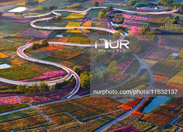 Tourists visit a field of flowers in Santaishan National Forest Park in Suqian, China, on October 2, 2024. 