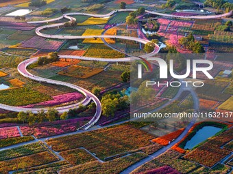 Tourists visit a field of flowers in Santaishan National Forest Park in Suqian, China, on October 2, 2024. (