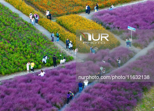 Tourists visit a field of flowers in Santaishan National Forest Park in Suqian, China, on October 2, 2024. 