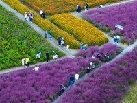 Tourists visit a field of flowers in Santaishan National Forest Park in Suqian, China, on October 2, 2024. (