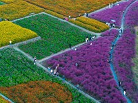 Tourists visit a field of flowers in Santaishan National Forest Park in Suqian, China, on October 2, 2024. (