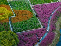 Tourists visit a field of flowers in Santaishan National Forest Park in Suqian, China, on October 2, 2024. (