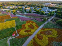 Tourists visit a field of flowers in Santaishan National Forest Park in Suqian, China, on October 2, 2024. (