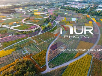 Tourists visit a field of flowers in Santaishan National Forest Park in Suqian, China, on October 2, 2024. (