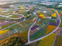 Tourists visit a field of flowers in Santaishan National Forest Park in Suqian, China, on October 2, 2024. (