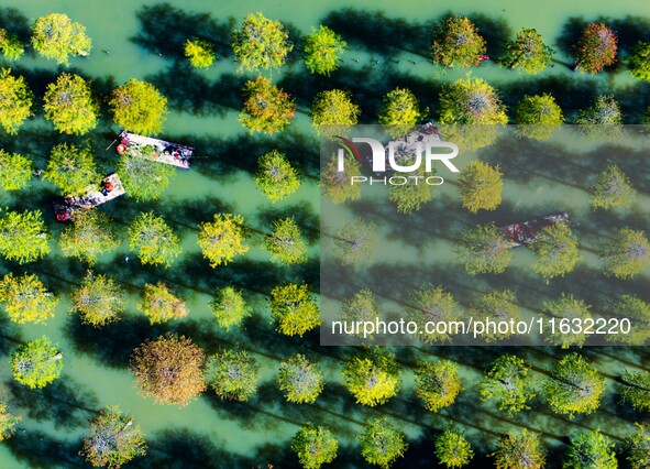 Tourists ride a bamboo raft at Hongze Lake Wetland Park in Suqian, China, on October 2, 2024. 