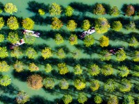 Tourists ride a bamboo raft at Hongze Lake Wetland Park in Suqian, China, on October 2, 2024. (