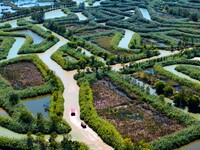 Tourists ride a bamboo raft at Hongze Lake Wetland Park in Suqian, China, on October 2, 2024. (