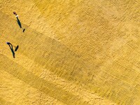 A worker dries rice at a sun-drying farm in Suqian, Jiangsu province, China, on October 2, 2024. (