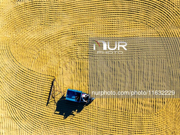 A worker dries rice at a sun-drying farm in Suqian, Jiangsu province, China, on October 2, 2024. 