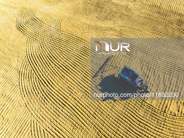 A worker dries rice at a sun-drying farm in Suqian, Jiangsu province, China, on October 2, 2024. 