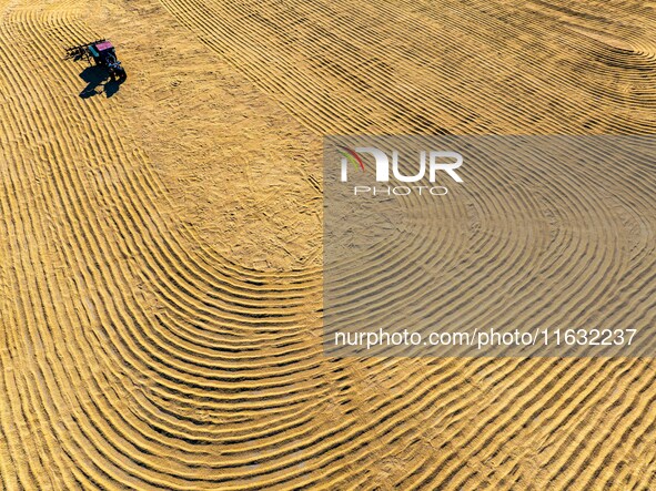 A worker dries rice at a sun-drying farm in Suqian, Jiangsu province, China, on October 2, 2024. 