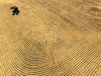 A worker dries rice at a sun-drying farm in Suqian, Jiangsu province, China, on October 2, 2024. (