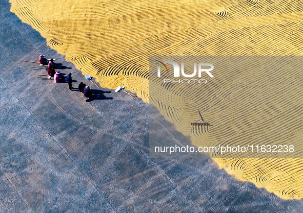 A worker dries rice at a sun-drying farm in Suqian, Jiangsu province, China, on October 2, 2024. 