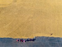 A worker dries rice at a sun-drying farm in Suqian, Jiangsu province, China, on October 2, 2024. (