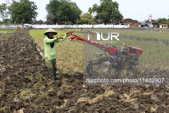 A farmer breaks up the soil with a tractor in a rice field in Triyagen Village, Mojolaban, Sukoharjo City, Central Java, on October 3, 2024 