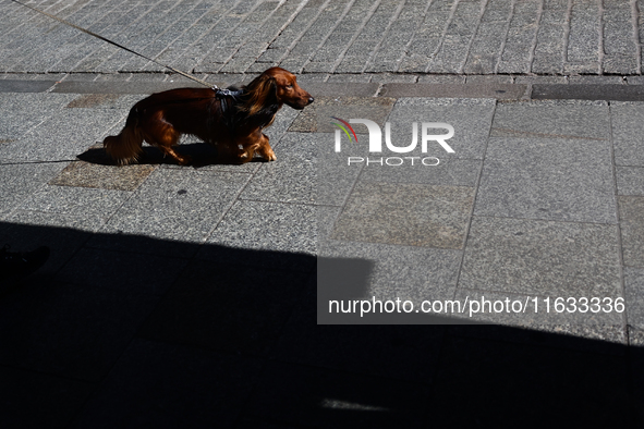 A dachshund walks the street in Krakow, Poland on October 1, 2024. 