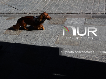 A dachshund walks the street in Krakow, Poland on October 1, 2024. (