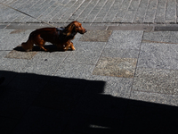 A dachshund walks the street in Krakow, Poland on October 1, 2024. (