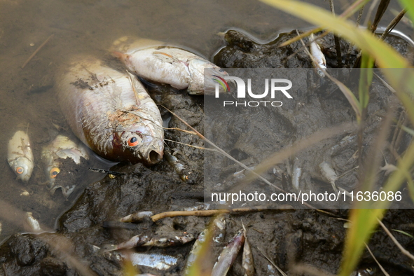 Several thousand dead fish are found following the emptying of the Collanges dam in Saint Michel d'Aurance in Ardeche, France, on October 4,...