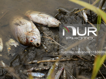 Several thousand dead fish are found following the emptying of the Collanges dam in Saint Michel d'Aurance in Ardeche, France, on October 4,...