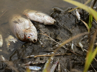 Several thousand dead fish are found following the emptying of the Collanges dam in Saint Michel d'Aurance in Ardeche, France, on October 4,...