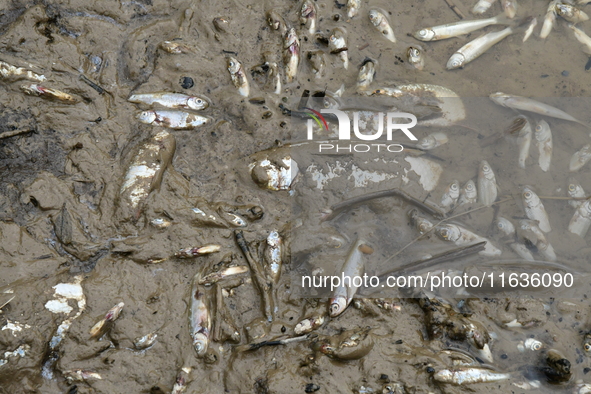 Several thousand dead fish are found following the emptying of the Collanges dam in Saint Michel d'Aurance in Ardeche, France, on October 4,...