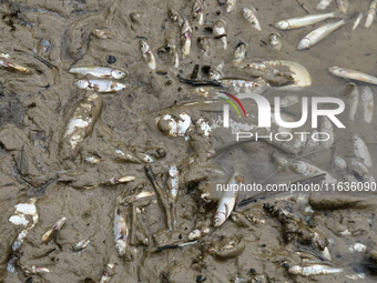 Several thousand dead fish are found following the emptying of the Collanges dam in Saint Michel d'Aurance in Ardeche, France, on October 4,...