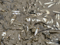 Several thousand dead fish are found following the emptying of the Collanges dam in Saint Michel d'Aurance in Ardeche, France, on October 4,...