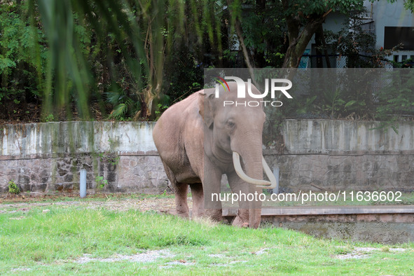 Tourists view an elephant performance at Chongqing Zoo in Chongqing, China, on October 3, 2024. 