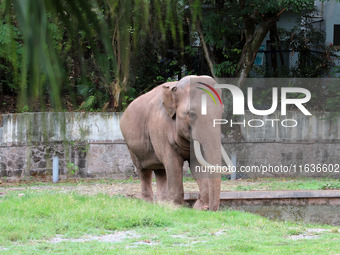 Tourists view an elephant performance at Chongqing Zoo in Chongqing, China, on October 3, 2024. (