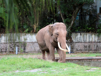 Tourists view an elephant performance at Chongqing Zoo in Chongqing, China, on October 3, 2024. (