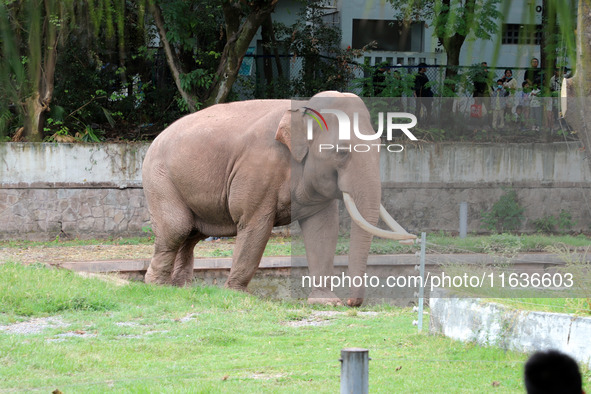 Tourists view an elephant performance at Chongqing Zoo in Chongqing, China, on October 3, 2024. 