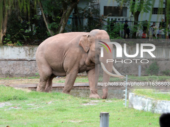 Tourists view an elephant performance at Chongqing Zoo in Chongqing, China, on October 3, 2024. (