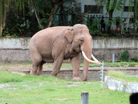 Tourists view an elephant performance at Chongqing Zoo in Chongqing, China, on October 3, 2024. (