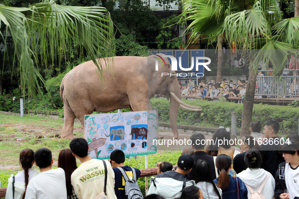 Tourists view an elephant performance at Chongqing Zoo in Chongqing, China, on October 3, 2024. 