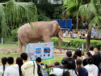 Tourists view an elephant performance at Chongqing Zoo in Chongqing, China, on October 3, 2024. (