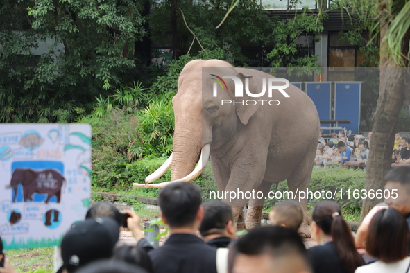 Tourists view an elephant performance at Chongqing Zoo in Chongqing, China, on October 3, 2024. 