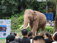 Tourists view an elephant performance at Chongqing Zoo in Chongqing, China, on October 3, 2024. (